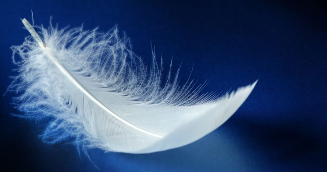 angel feathers