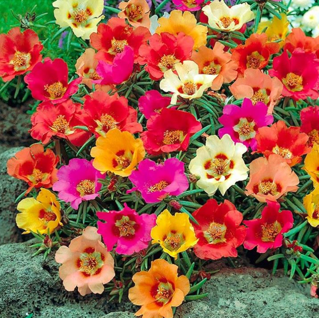 Flowering plants Portulaca