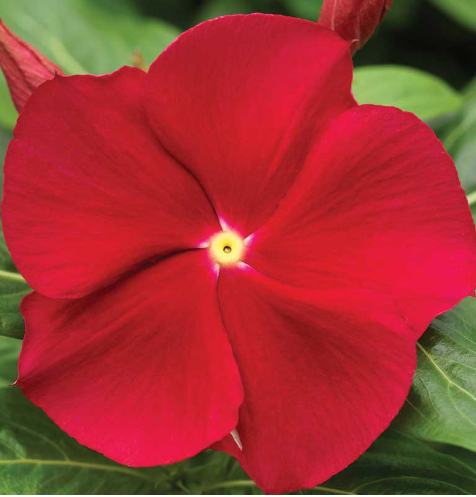 Vinca Red