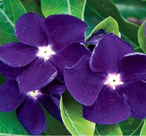 Vinca Purple