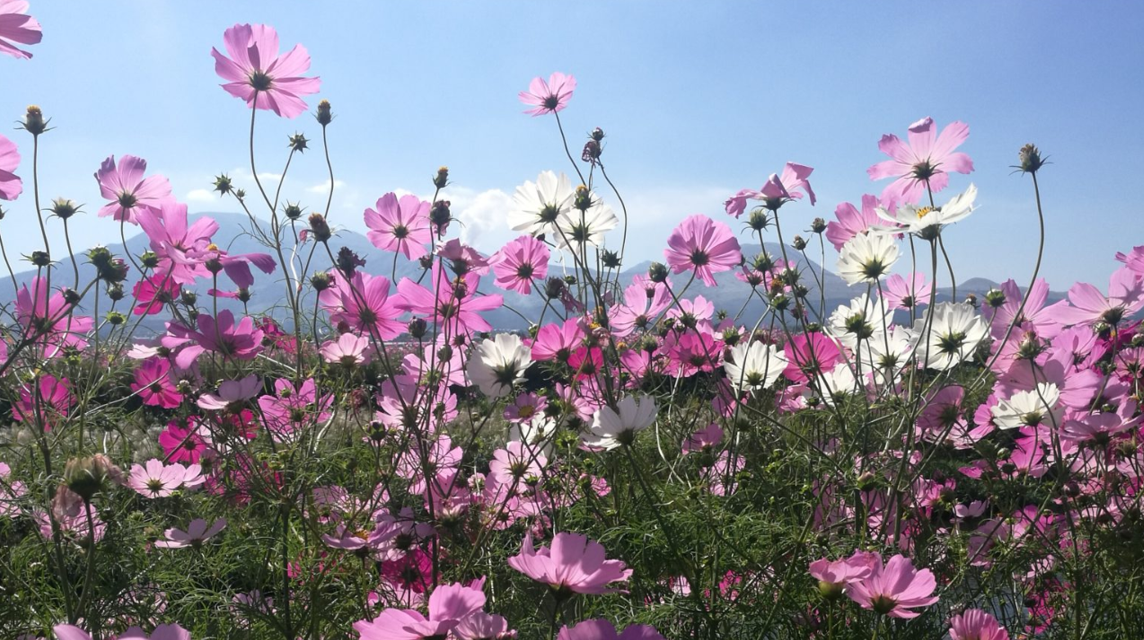 cosmos-flower-plants