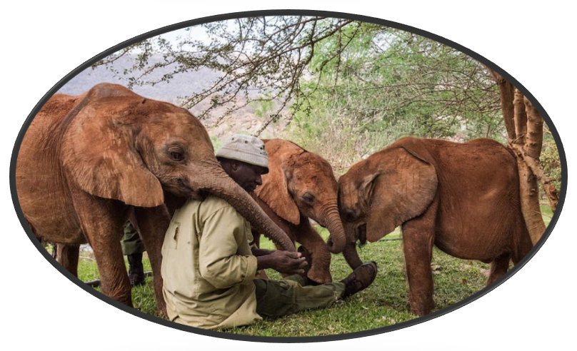 Elephants adoring human