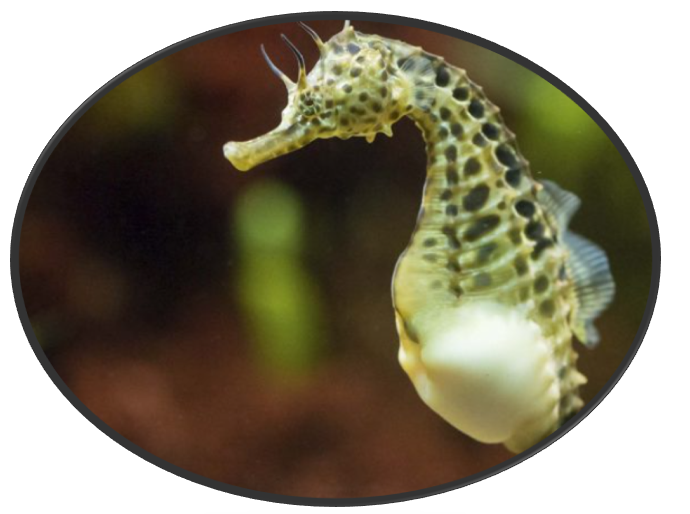 pregnant seahorse