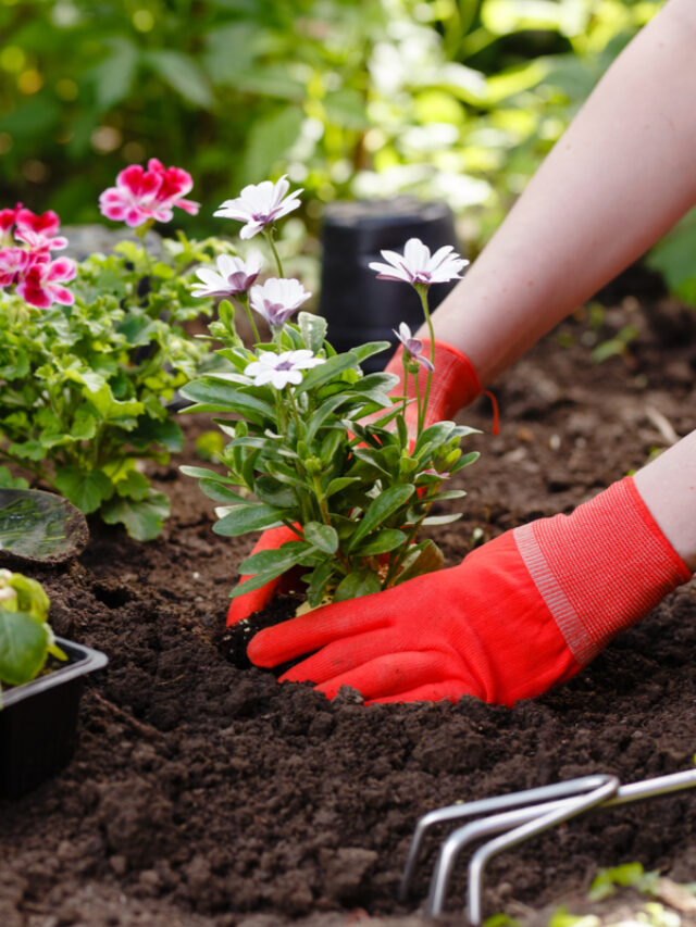 Top 10 Must-Have Gardening Tools for Every Green Thumb | Amazon Buys